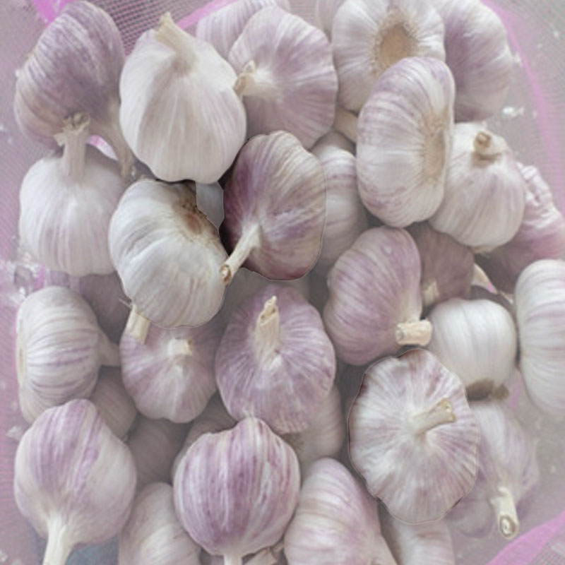 Hot Sale Fresh White / Red Garlic Low Price Garlic For Sale