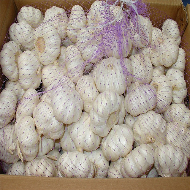 Hot Sale Fresh White / Red Garlic Low Price Garlic For Sale
